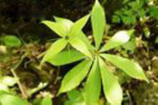  Swainsonia Salsula Extract  